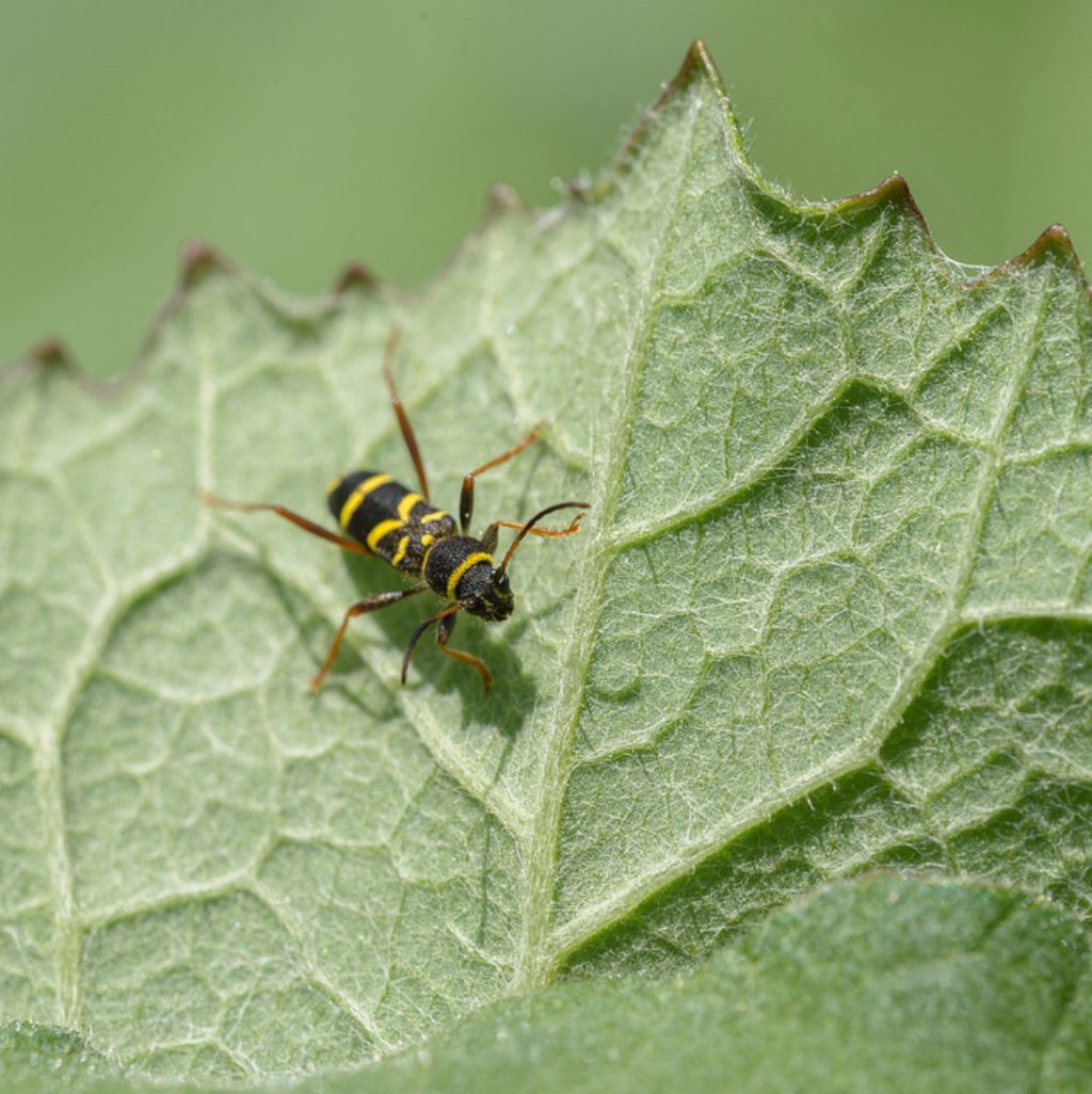 Clytus arietis - Cerambycidae