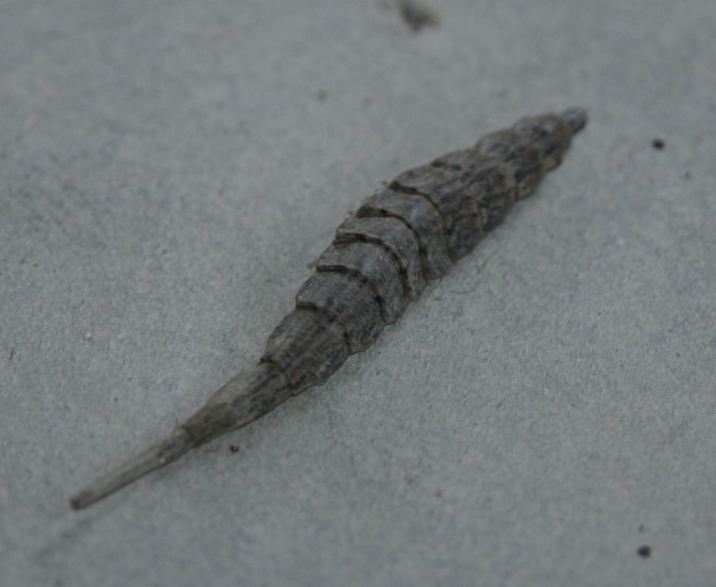 Chi ?          Larva di Stratiomys sp. (Stratiomyidae)