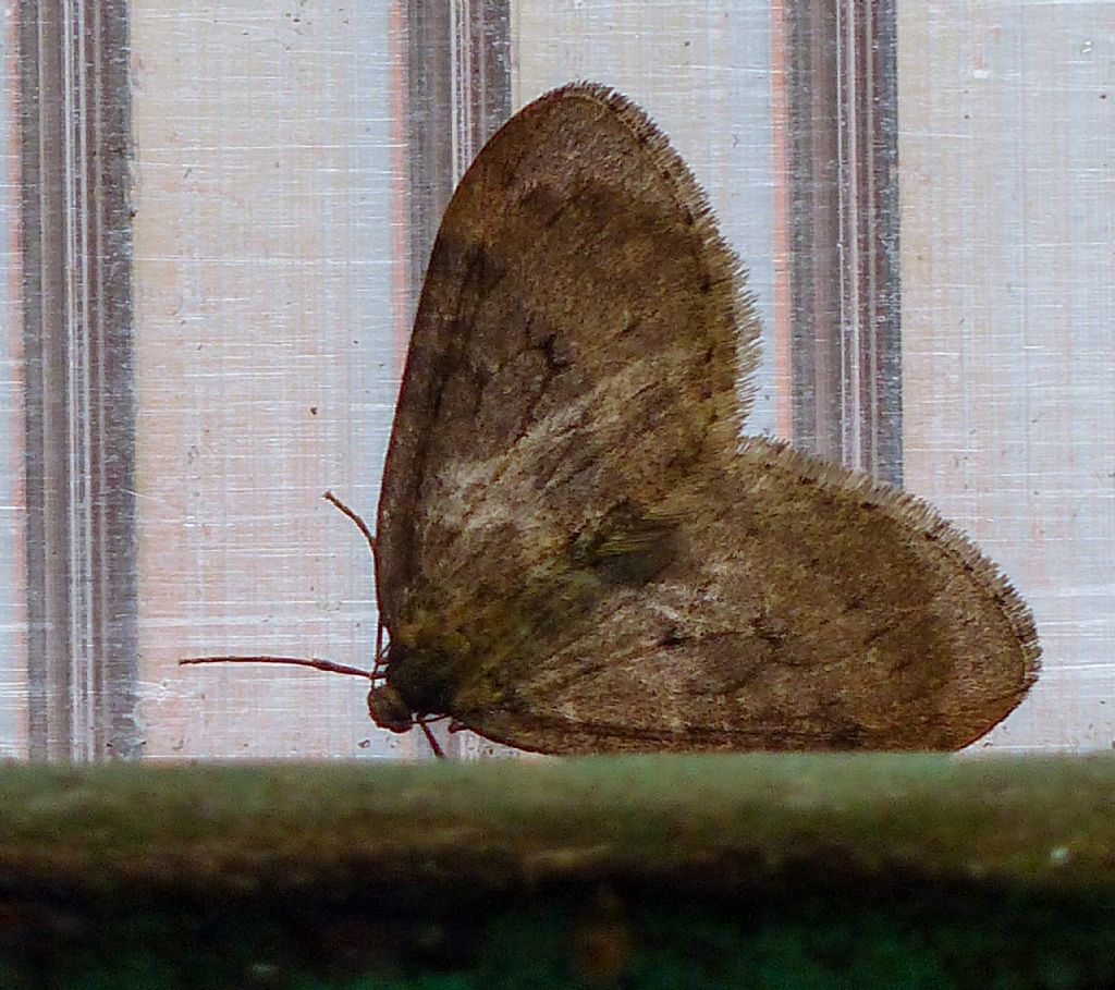 Lepidotteri da identificare - Operophtera sp.