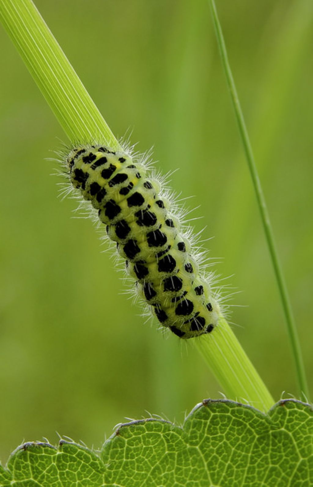 Bruco di Zygaena? Quale?