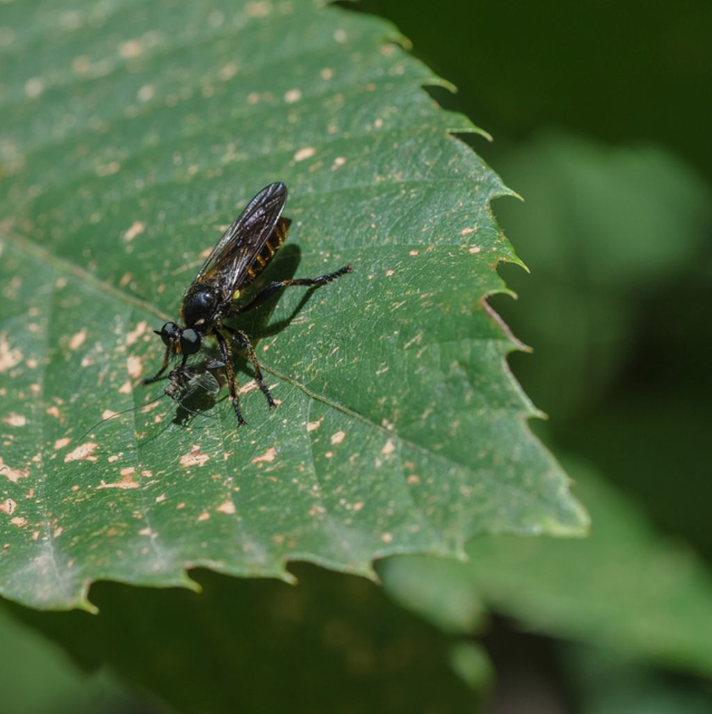 Choerades sp. (Asilidae)