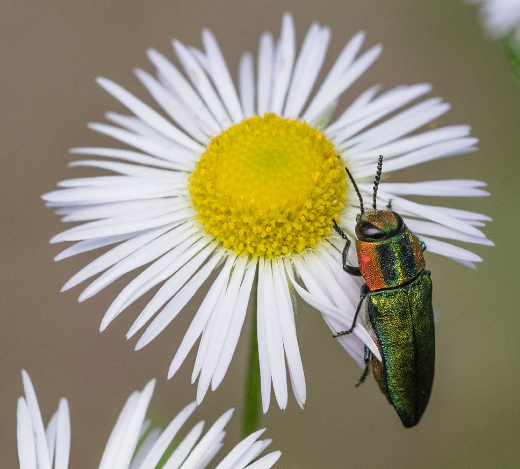 Anthaxia hungarica - Buprestidae