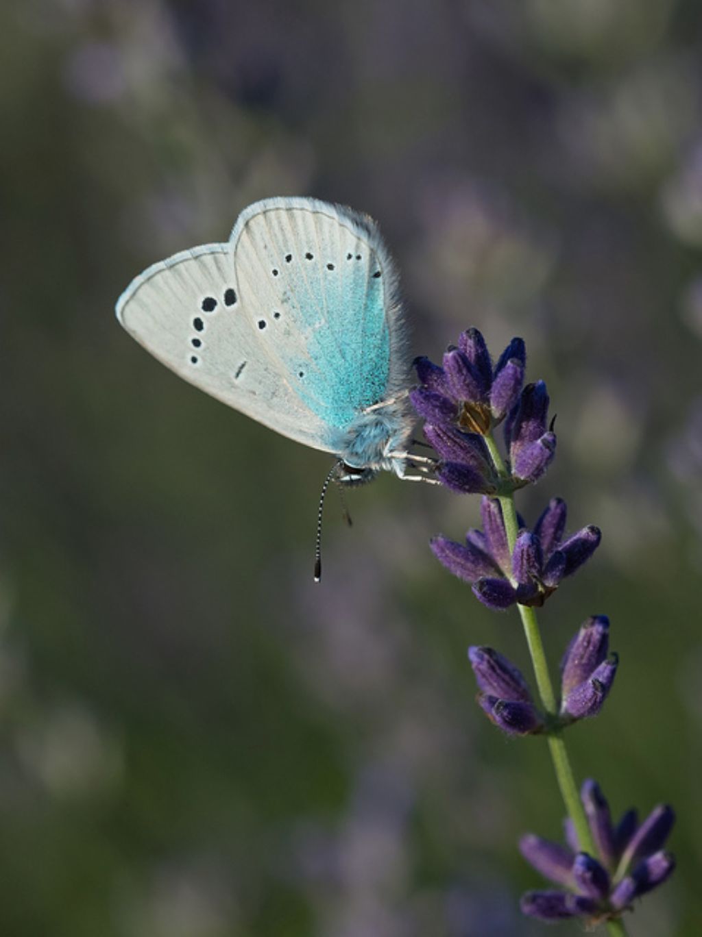 Licenide da identificare - Glaucopsyche alexis