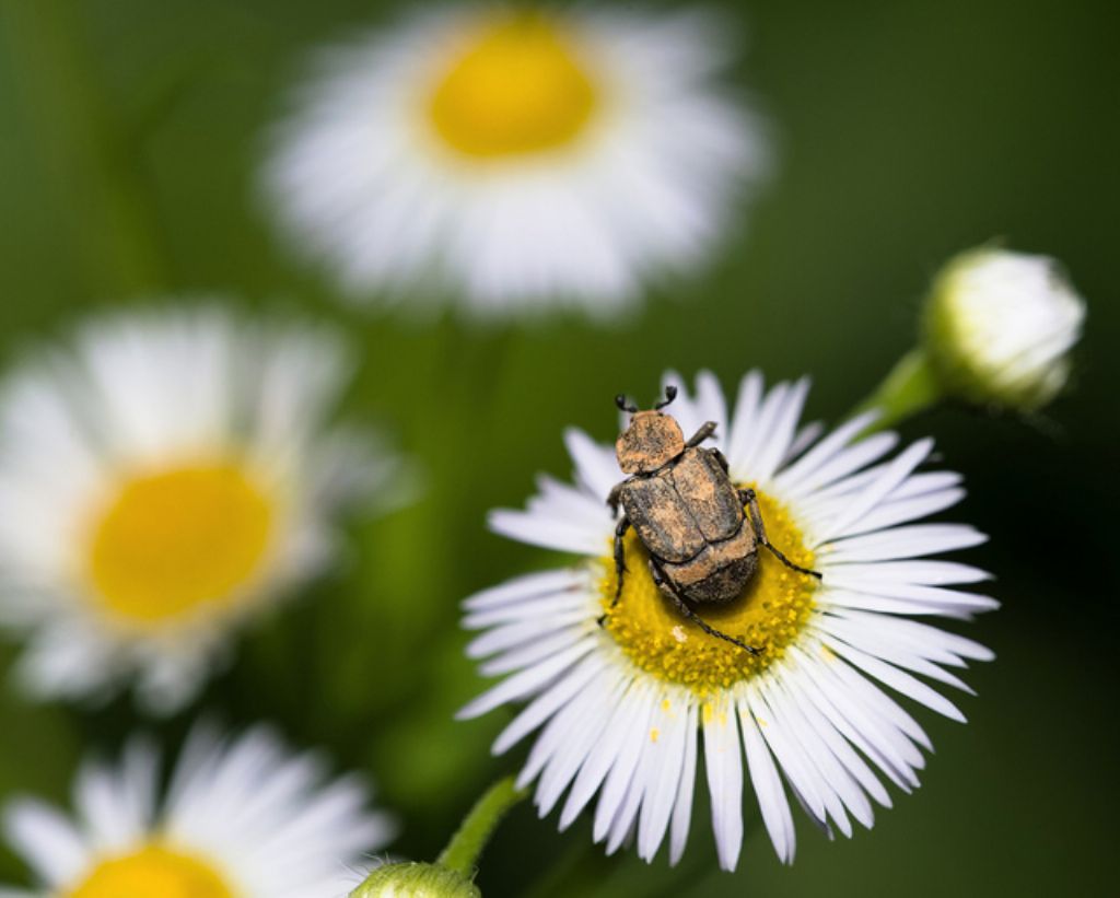 Valgus hemipterus, maschio, Cetoniidae