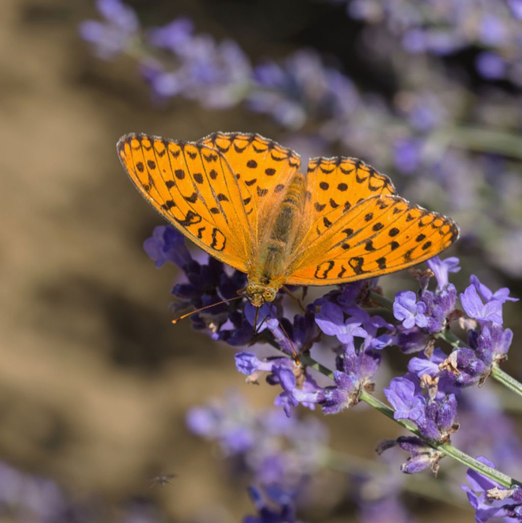 Lepidottero da determinare - Argynnis (Fabriciana) adippe