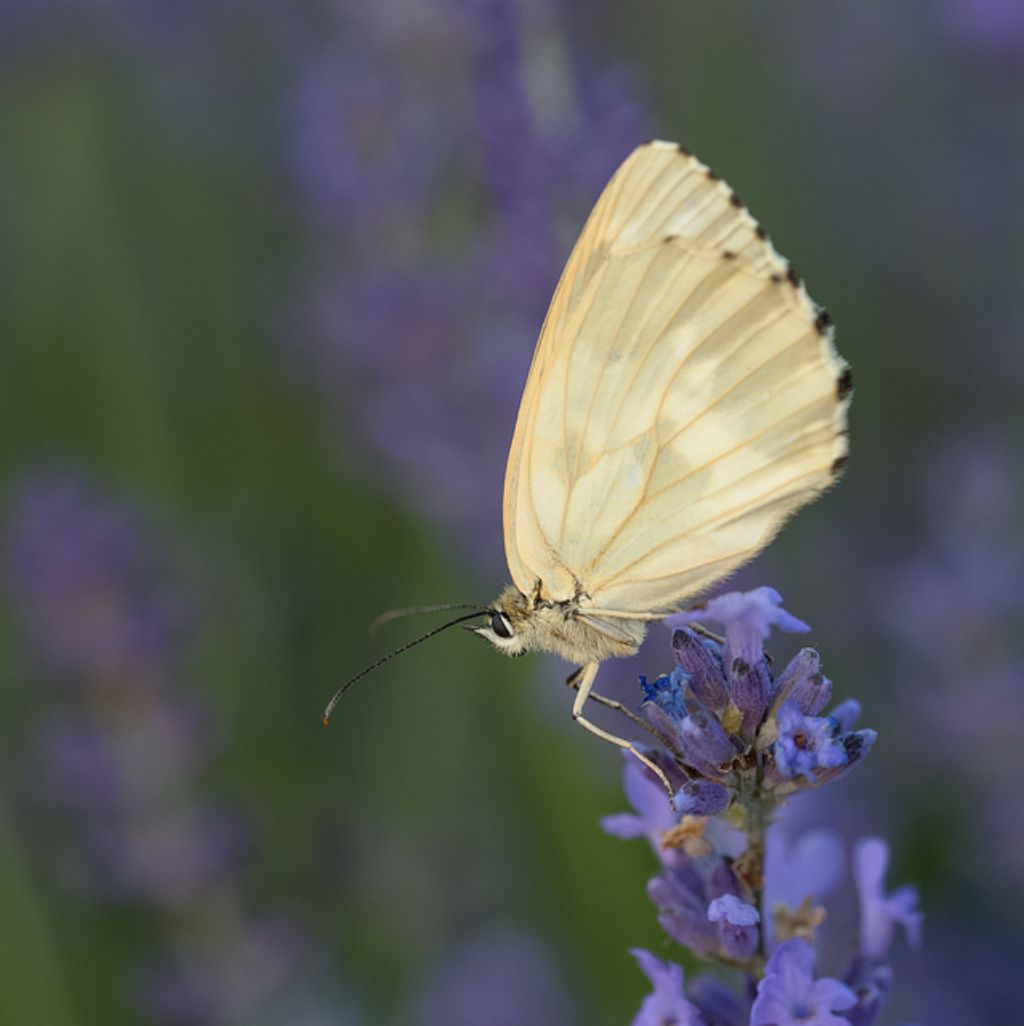 Melanargia galathea forma leucomelas? S