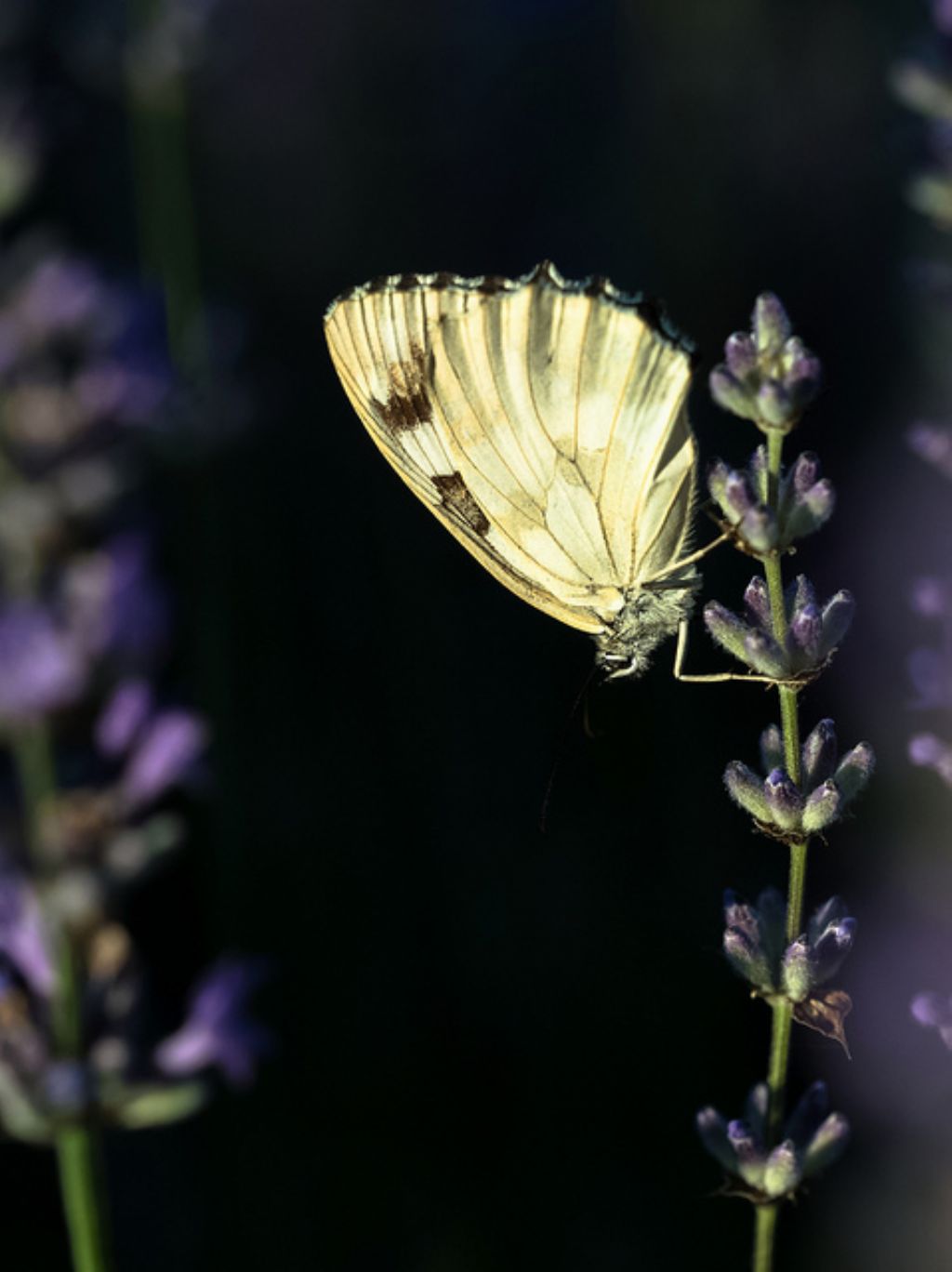 Melanargia galathea forma leucomelas? S