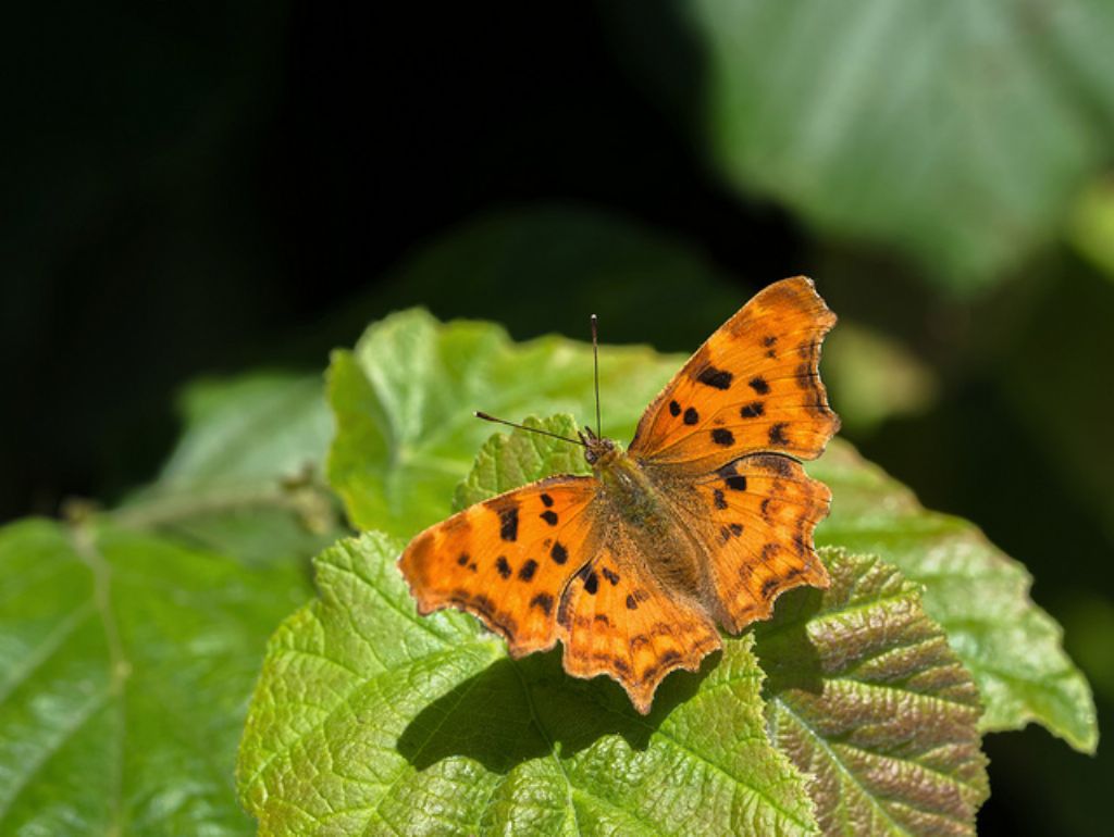 Polygonia c-album? S