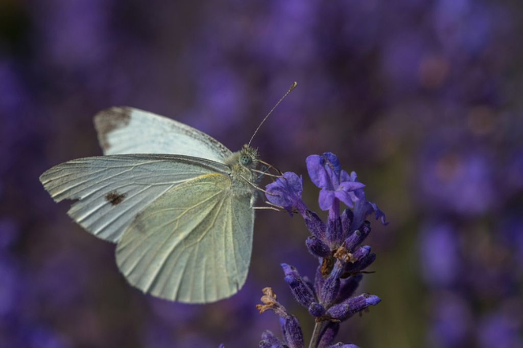 Pieris brassicae?