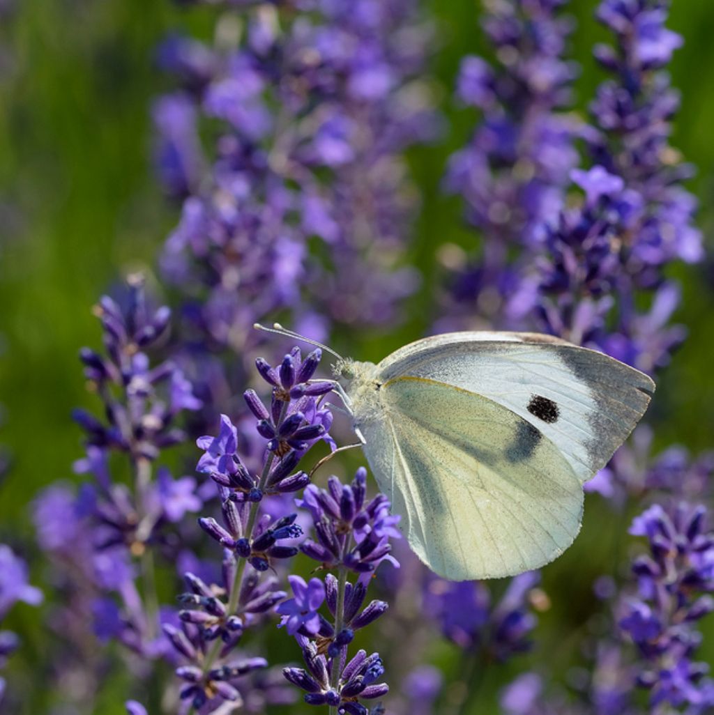 Pieris brassicae?