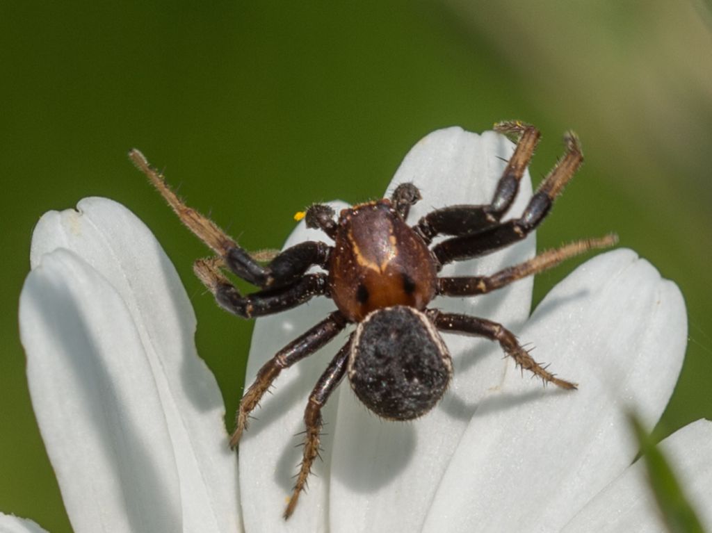 Xysticus sp. - Bagnasco (CN)