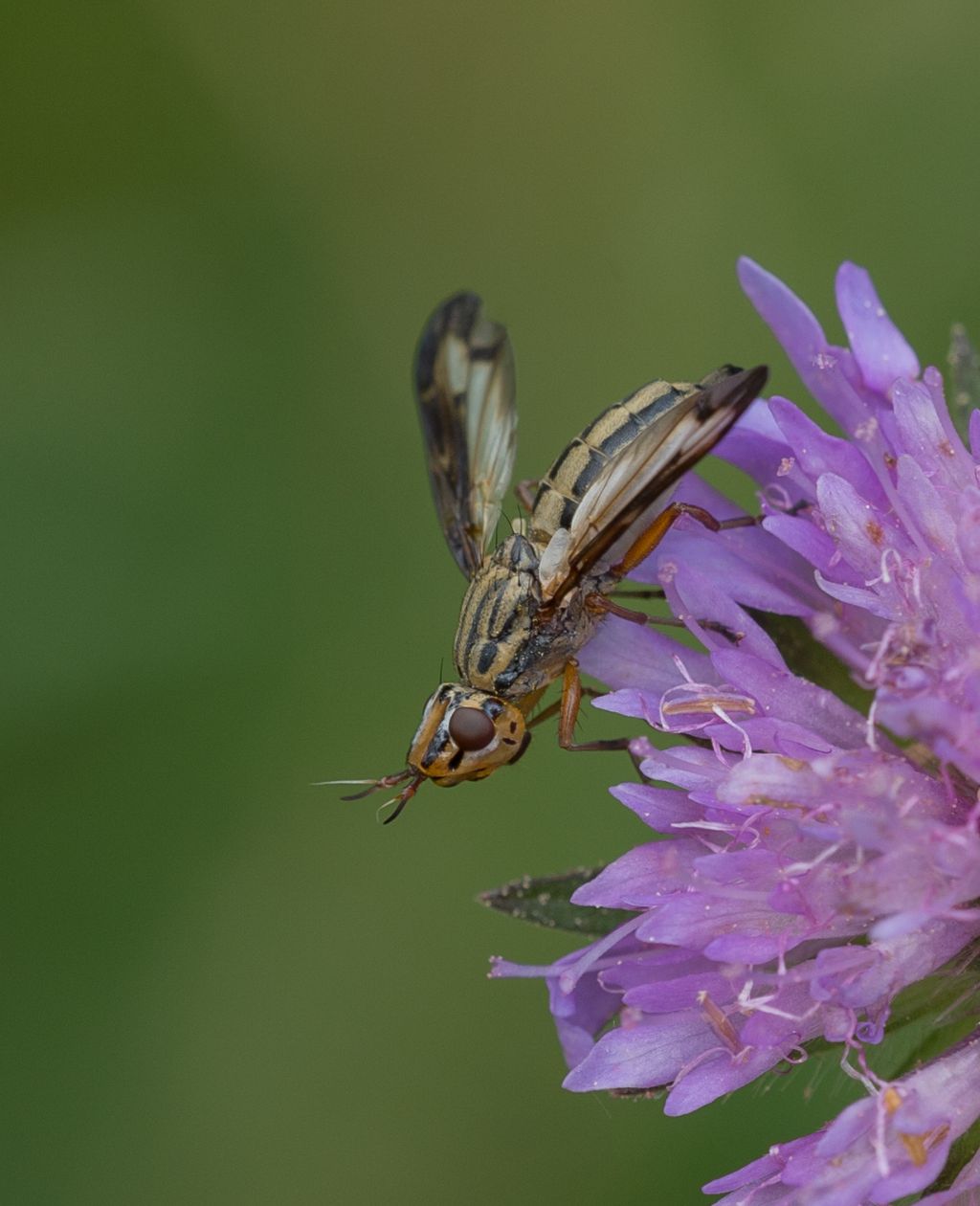 Ulidiidae:   Dorycera sp.