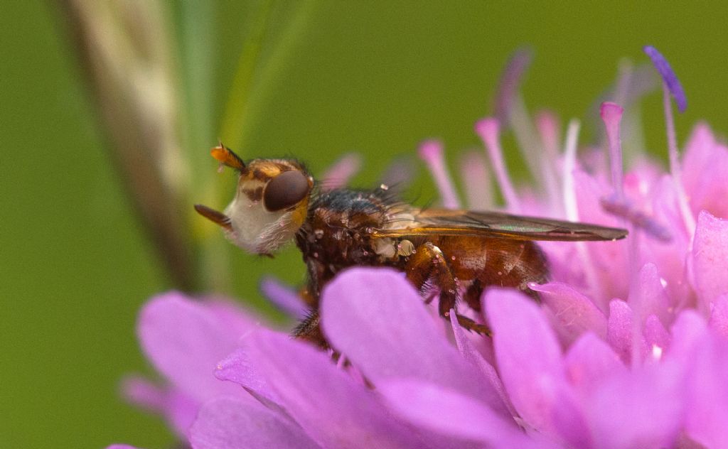 Conopidae:   Myopa sp.