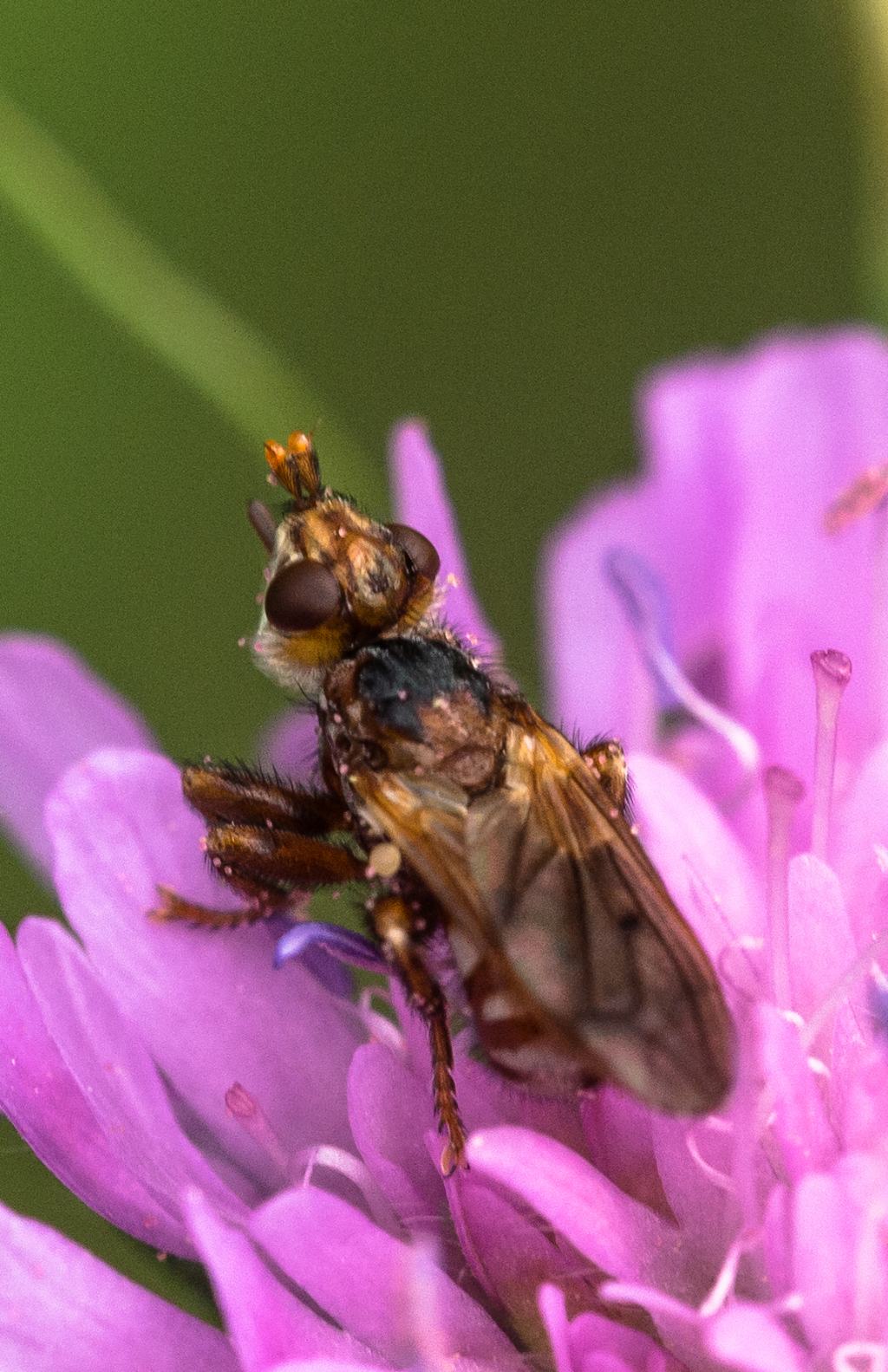 Conopidae:   Myopa sp.