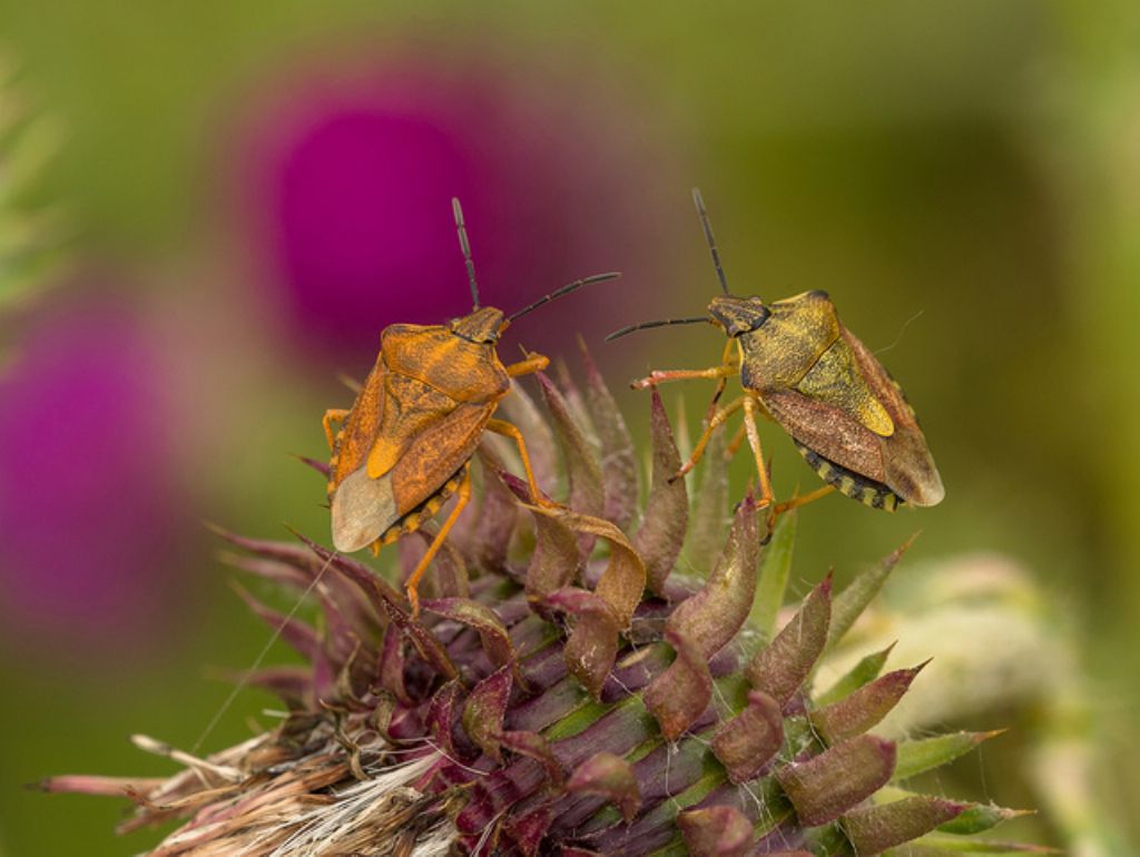 Carpocoris purpureipennis  - Sant''Albano Stura (CN).