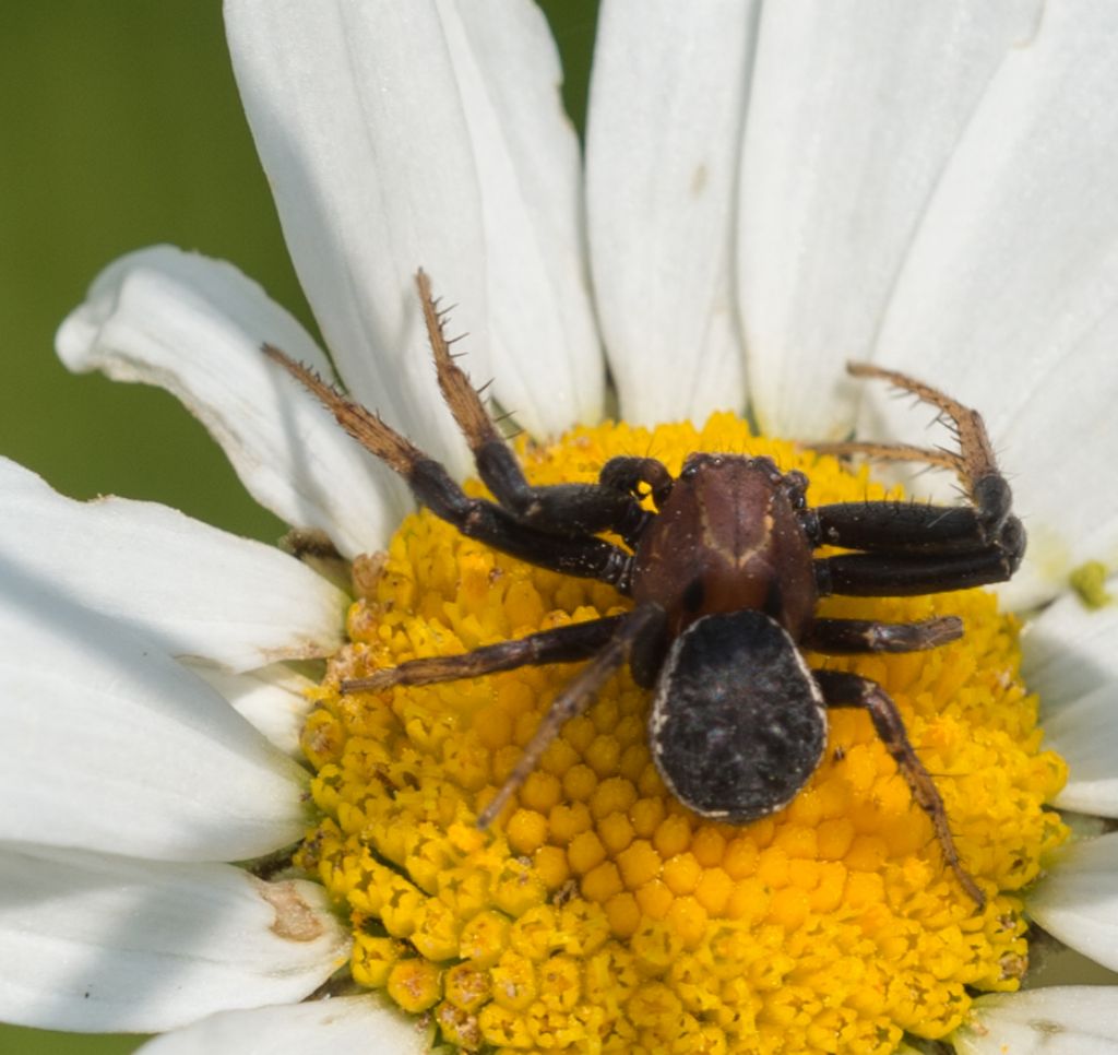 Xysticus sp. - Bagnasco (CN)