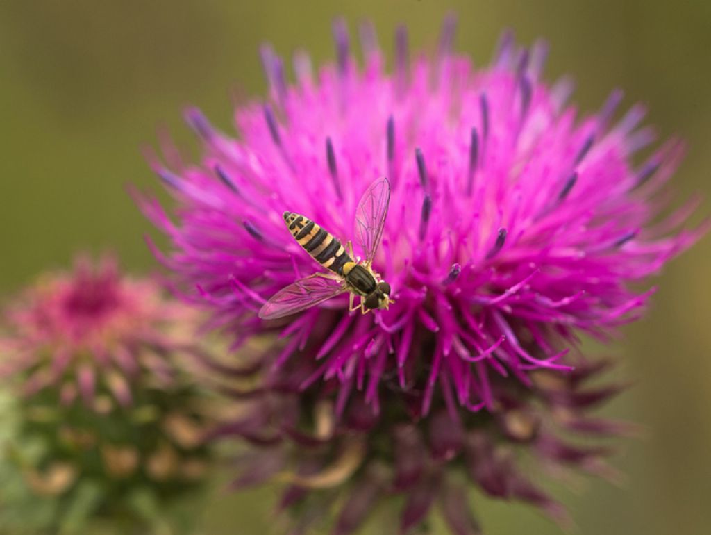 Episyrphus balteatus?       No, Sphaerophoria sp. femmina