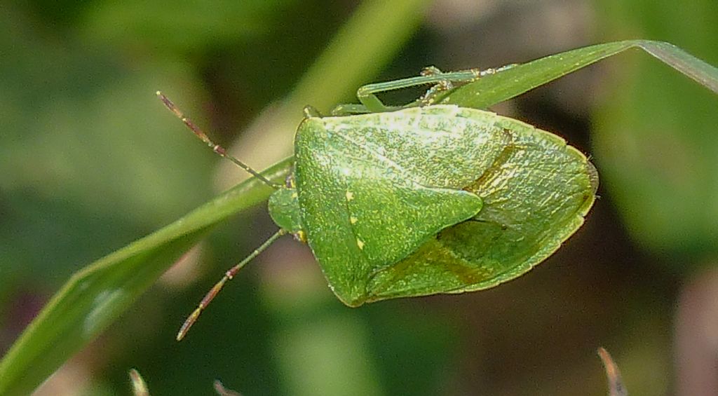 Nezara viridula  - Cigli (CN)