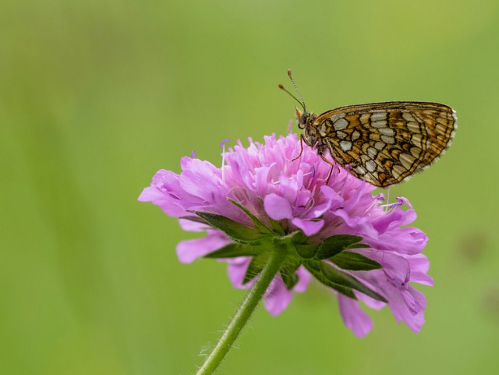 Cfr. Melitaea diamina ssp. wheeleri