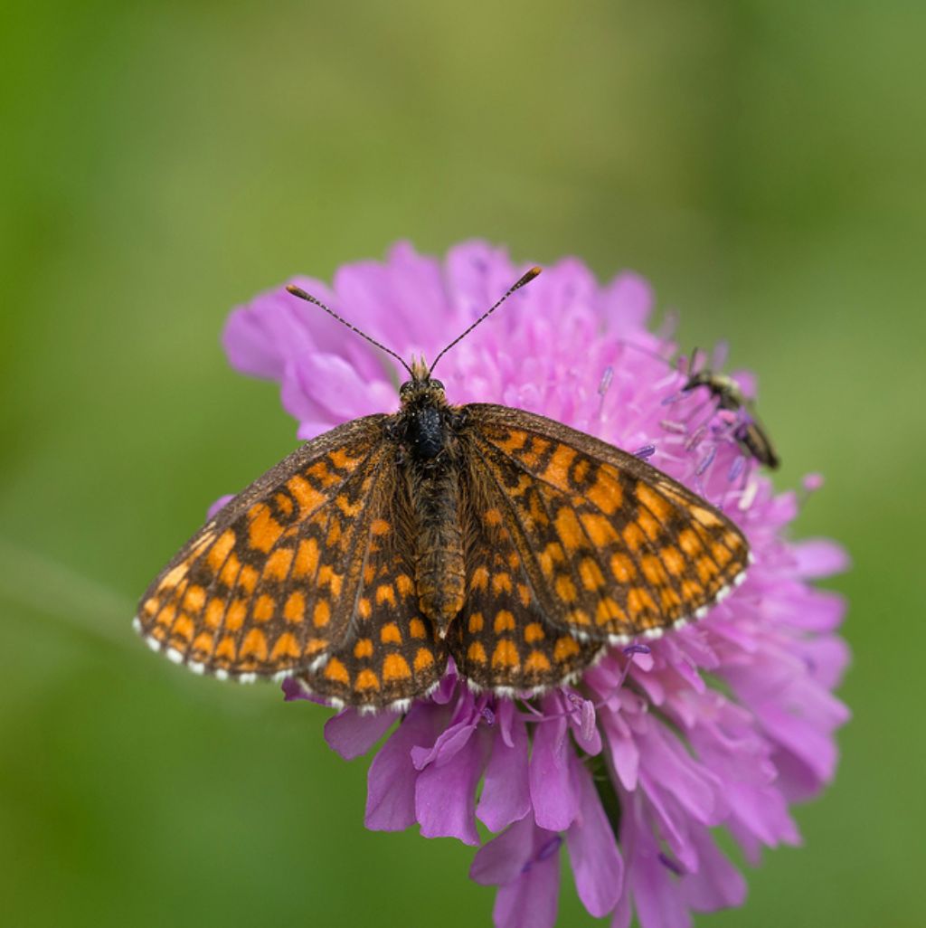 Cfr. Melitaea diamina ssp. wheeleri