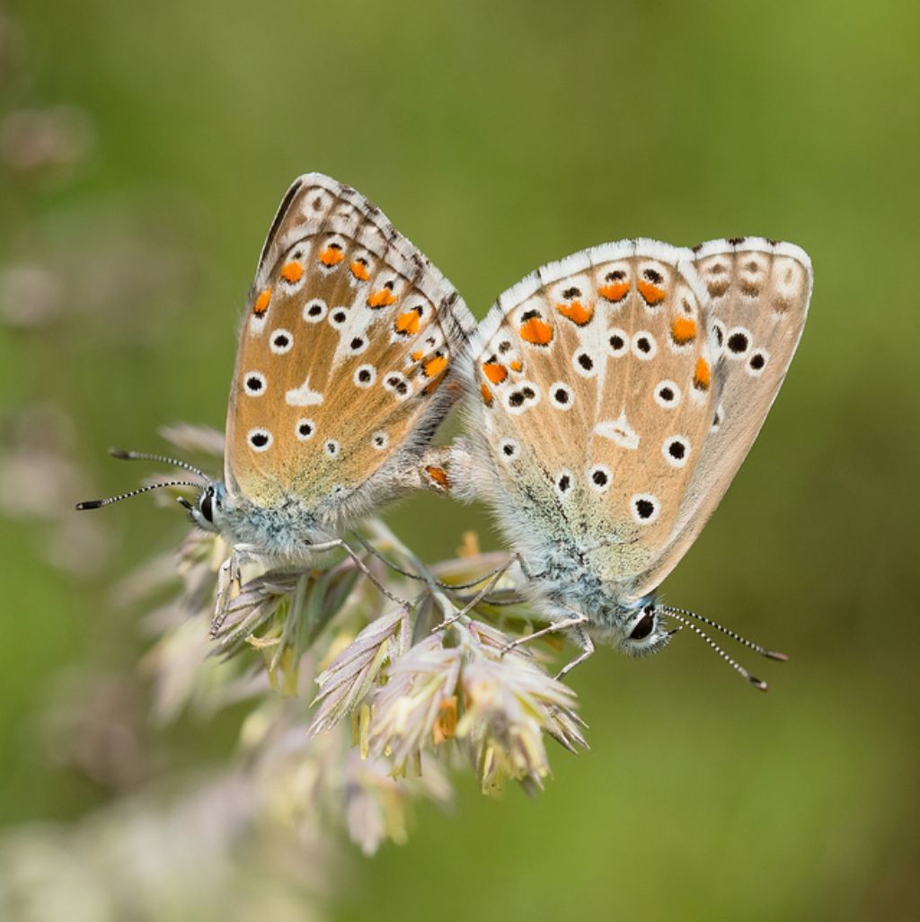 Coppia da determinare - Polyommatus bellargus