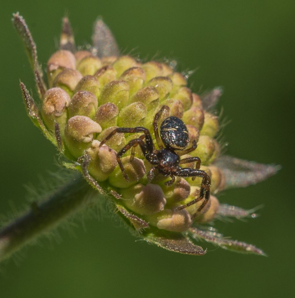 Synaema globosum - Bagnascno (CN)