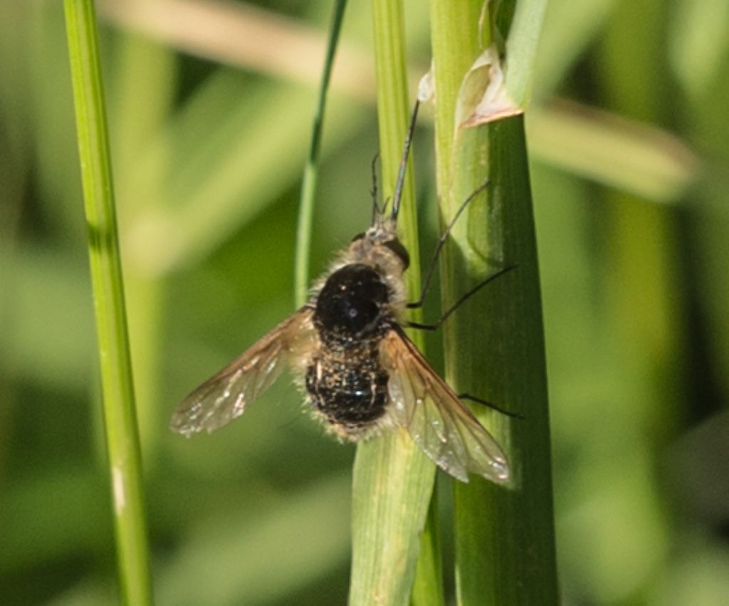 Bombyliidae: probabile Bombylius sp.