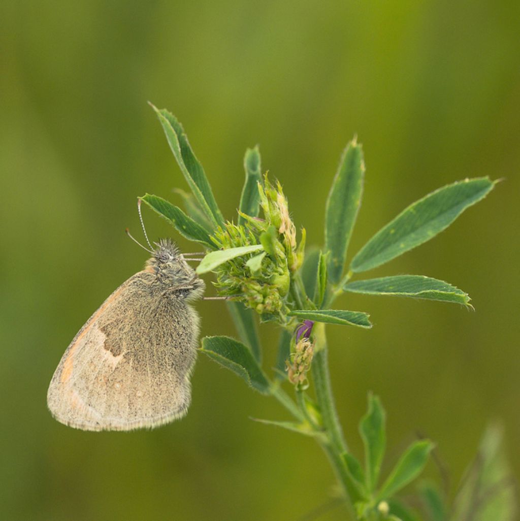 Coenonympha pamphilus