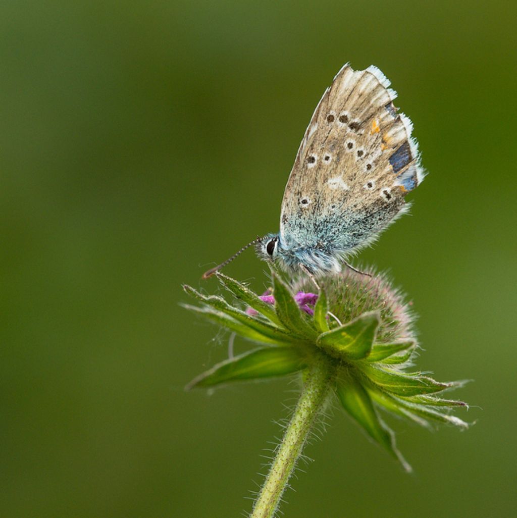 Polyommatus sp.