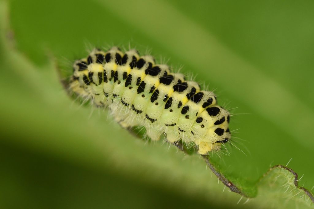 Bruco di Zygaena? Quale?