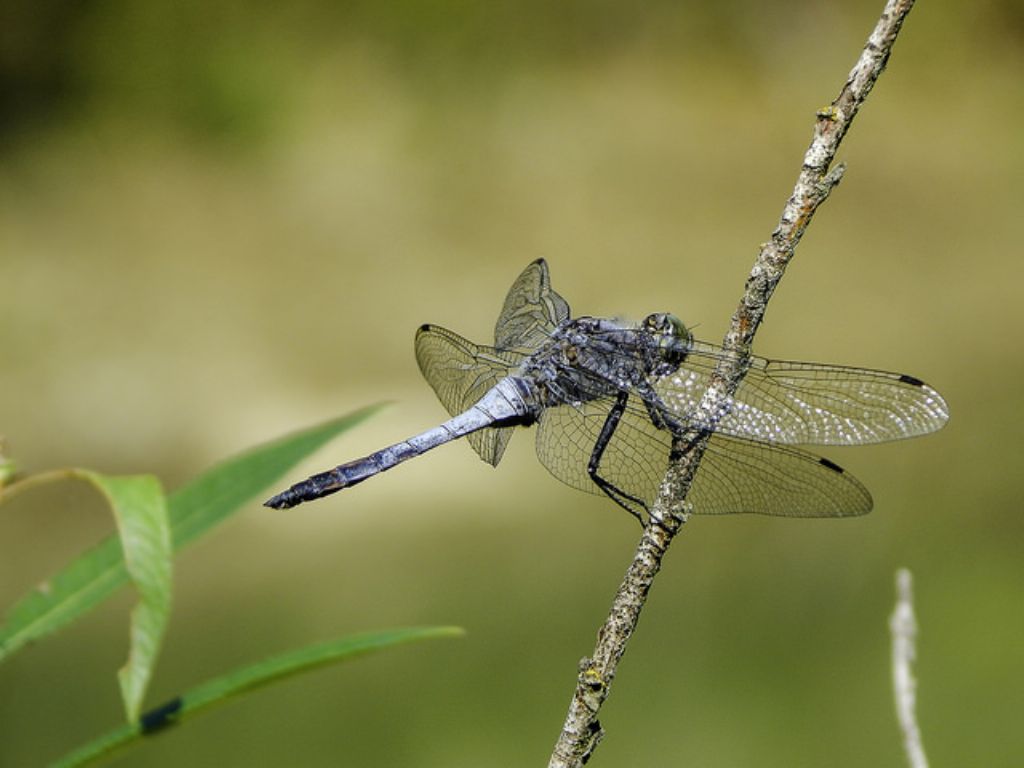 Orthetrum cancellatum?