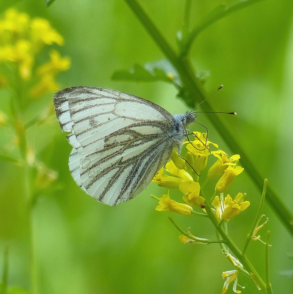 Lepidottero da determinare 2 - Pieris napi