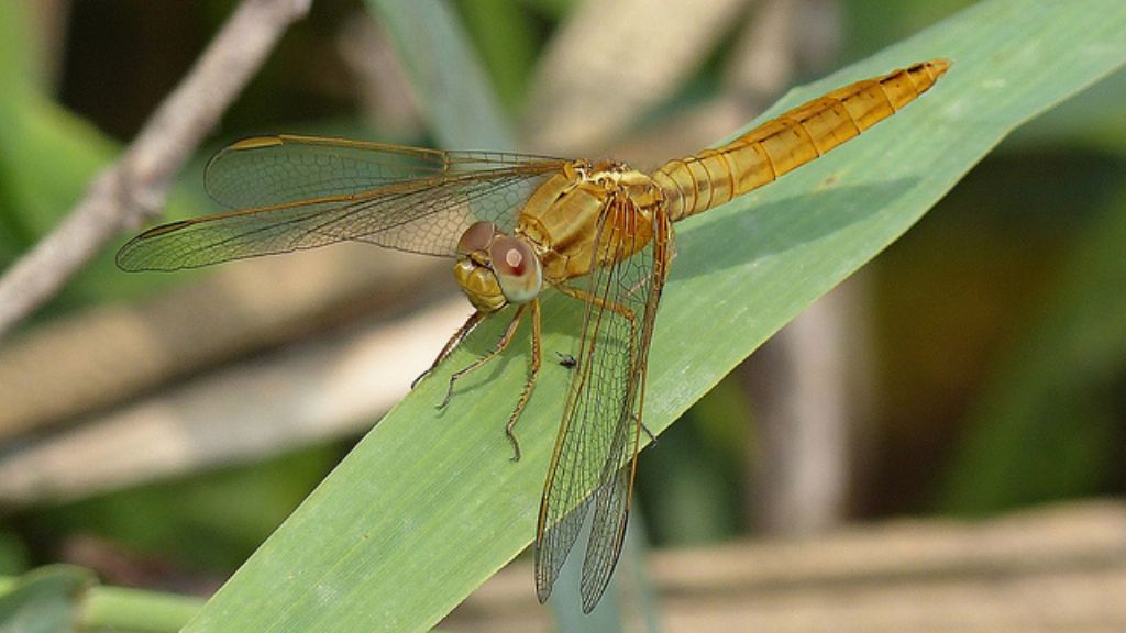 Crocothemis erythraea: maschio immaturo