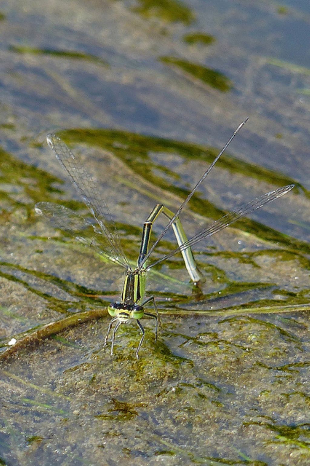 Femmina di Coenagrion puella?  No,  Ischnura elegans