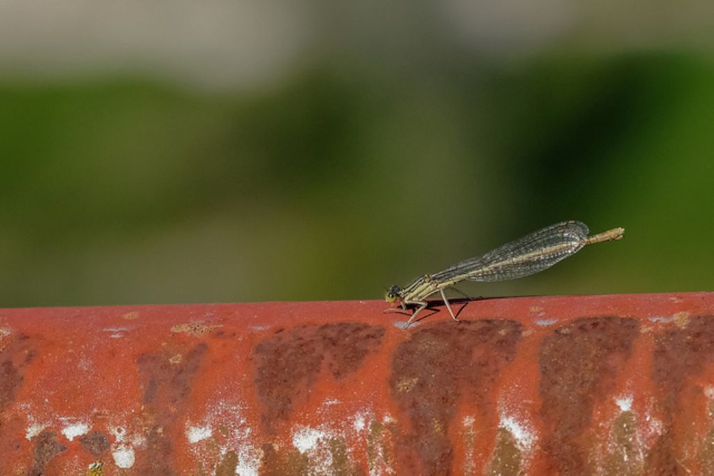 femmina di Platycnemis pennipes