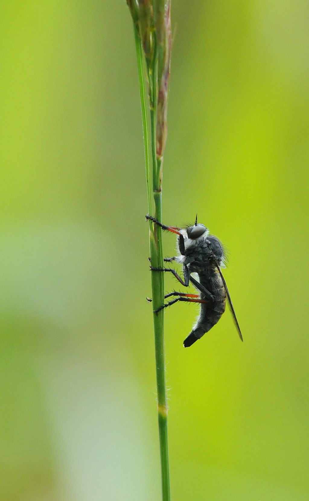 Asilidae femmina