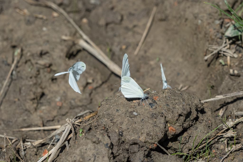 Lepidottero da determinare - Leptidea sinapis, Pieridae