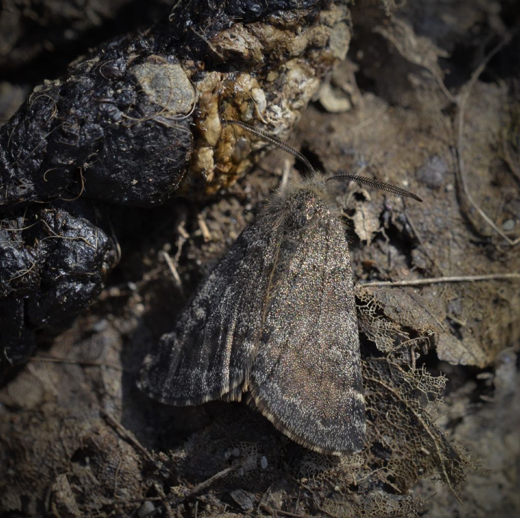 Lepidottero da determinare - Boudinotiana notha, Geometridae