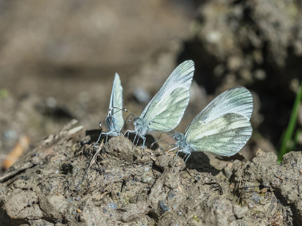 Pieridi? Quali? S, Leptidea sinapis e Pieris napi