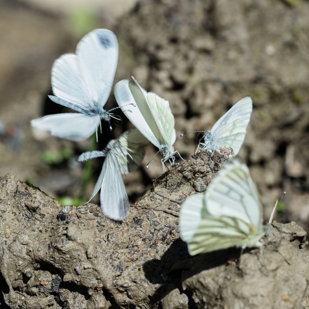 Pieridi? Quali? S, Leptidea sinapis e Pieris napi