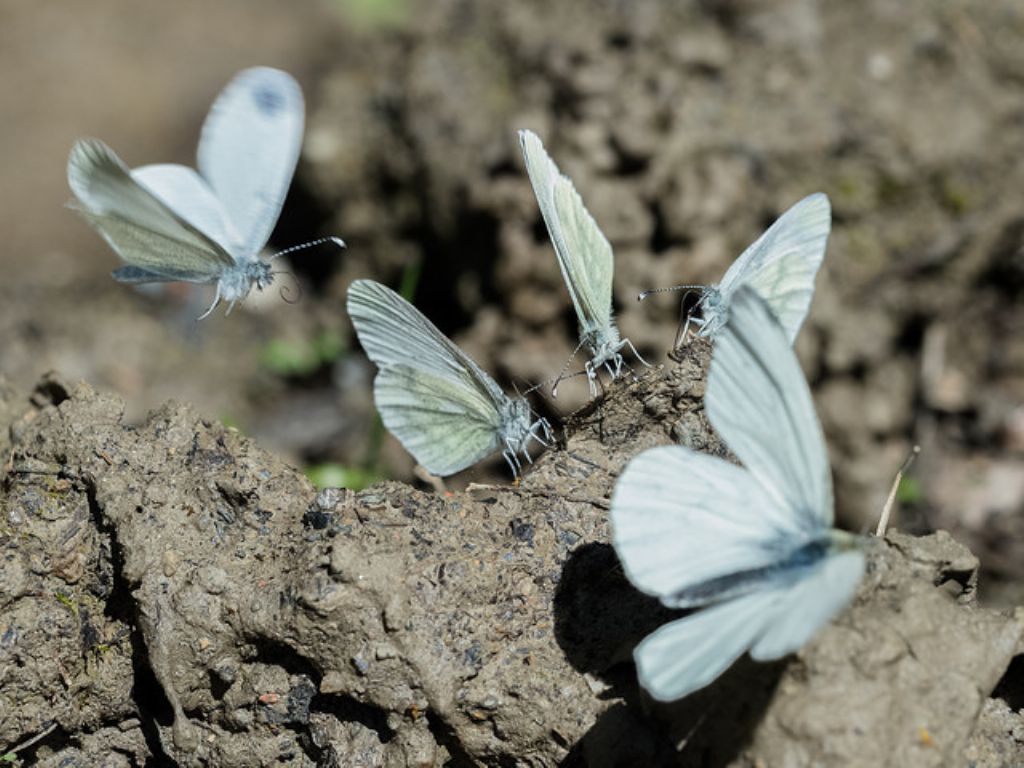 Pieridi? Quali? S, Leptidea sinapis e Pieris napi