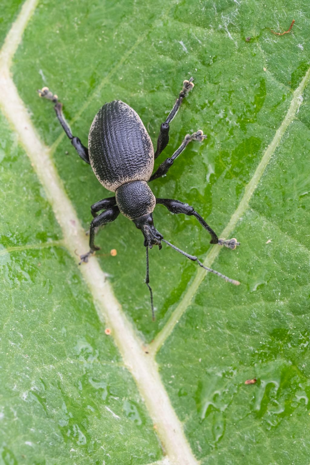 Curculionidae:  Otiorhynchus vehemens