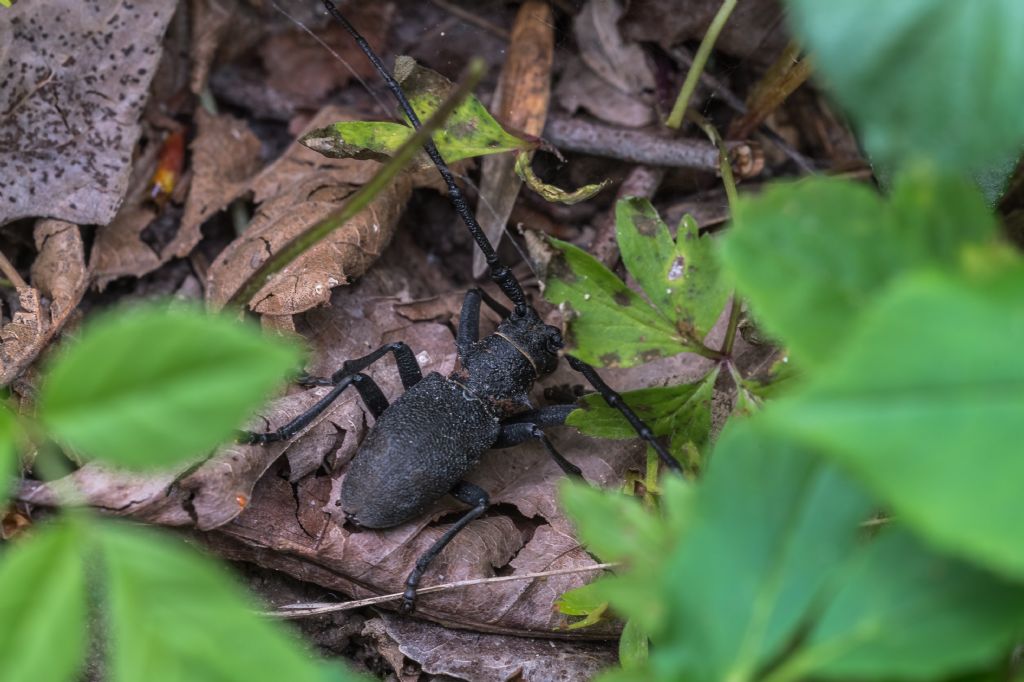 Cerambycidae:  Morimus asper asper