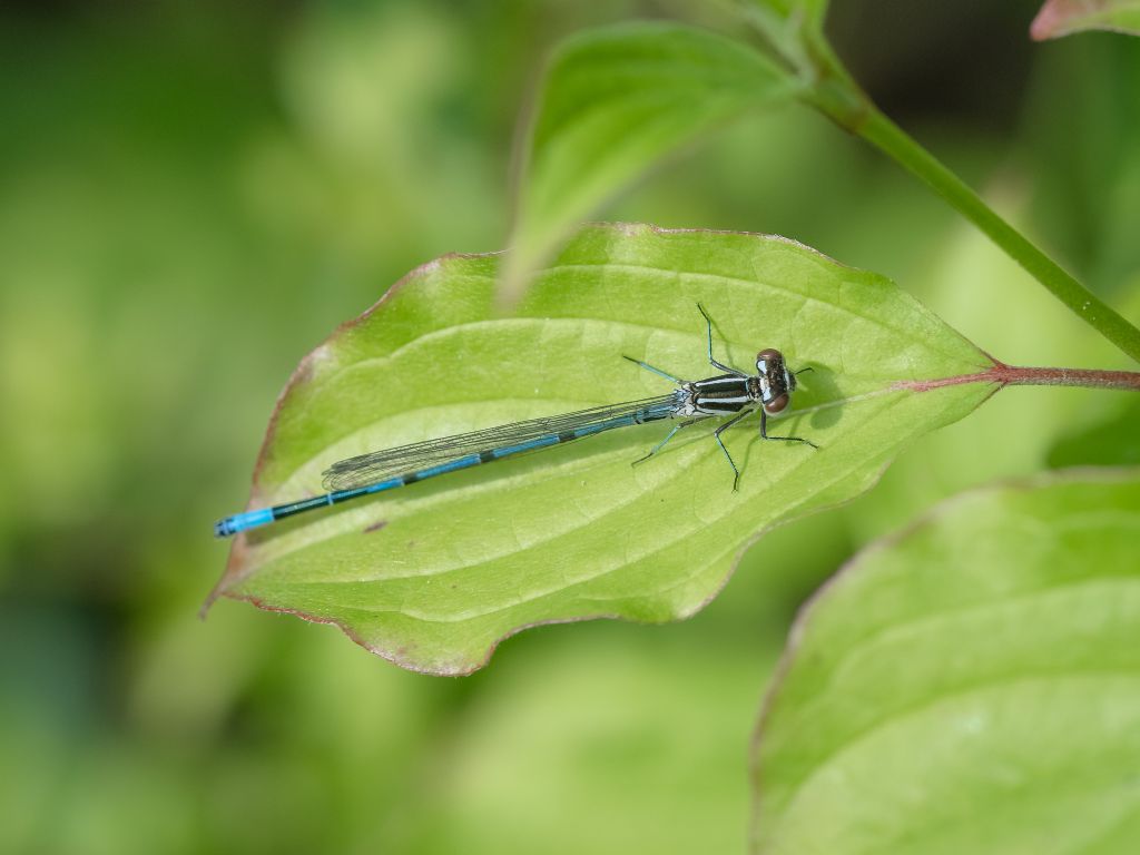 Damigella da determinare:  Coenagrion puella, maschio