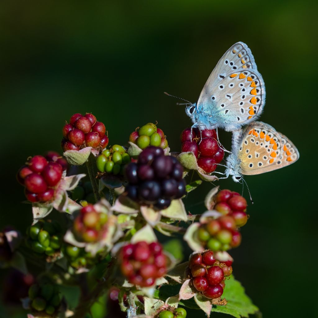 Licenidi da determinare - Polyommatus (Polyommatus) icarus