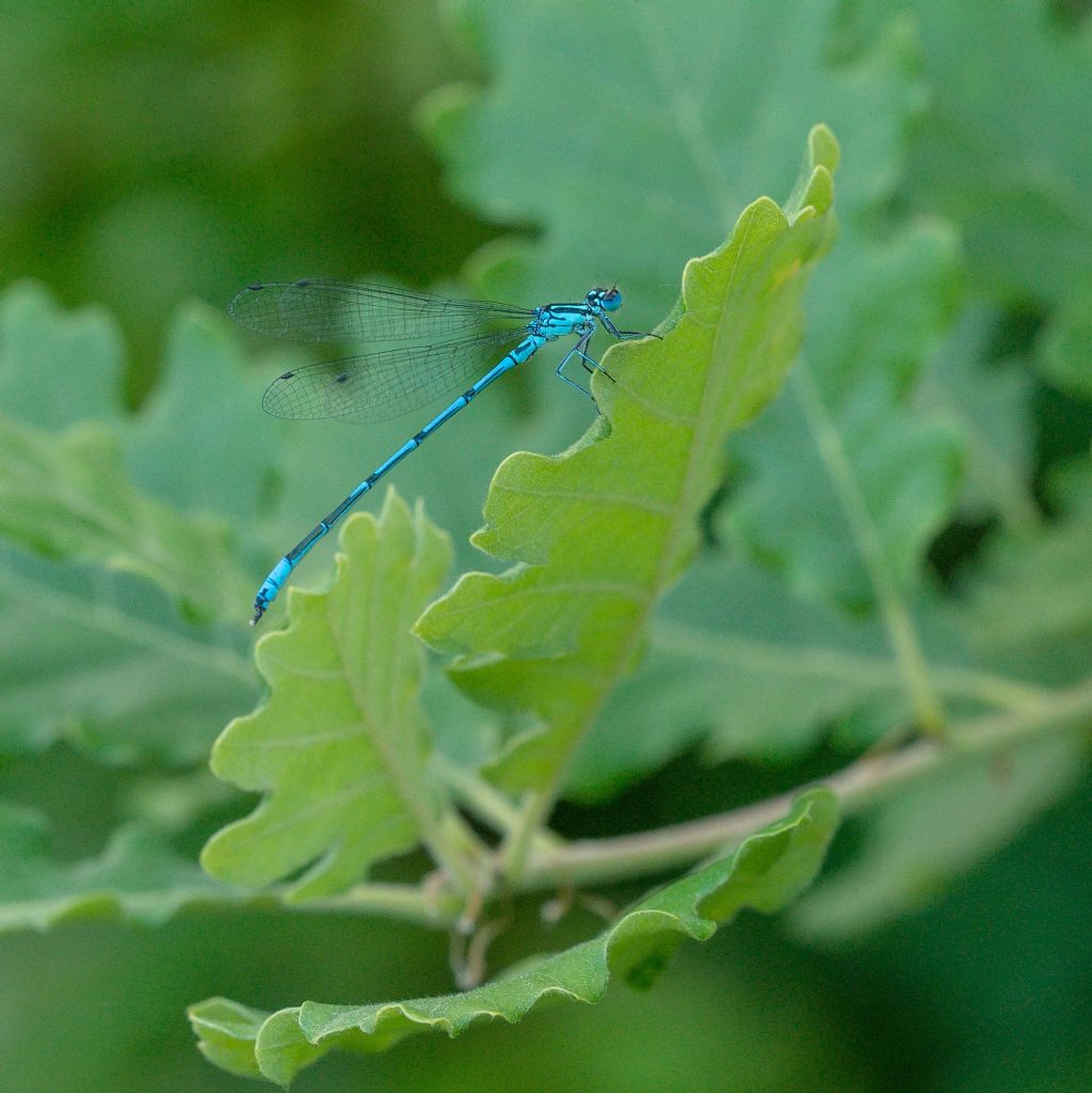 Coenagrion puella? S, maschio