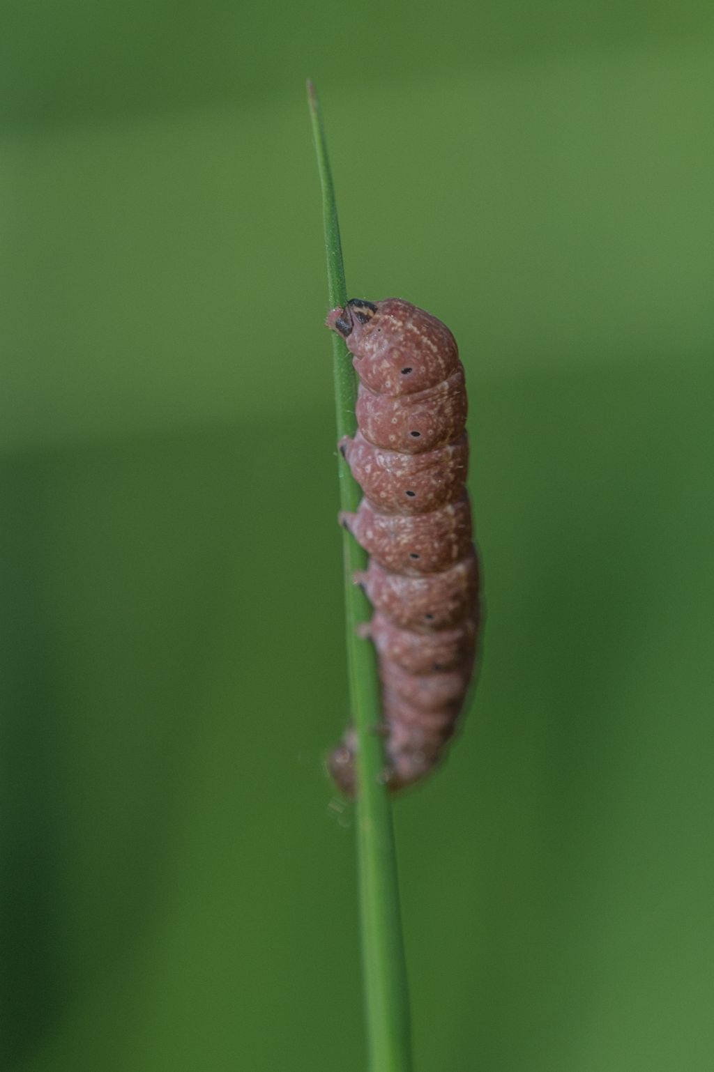 Bruco da determinare - Conistra (cfr.) rubiginosa, Noctuidae