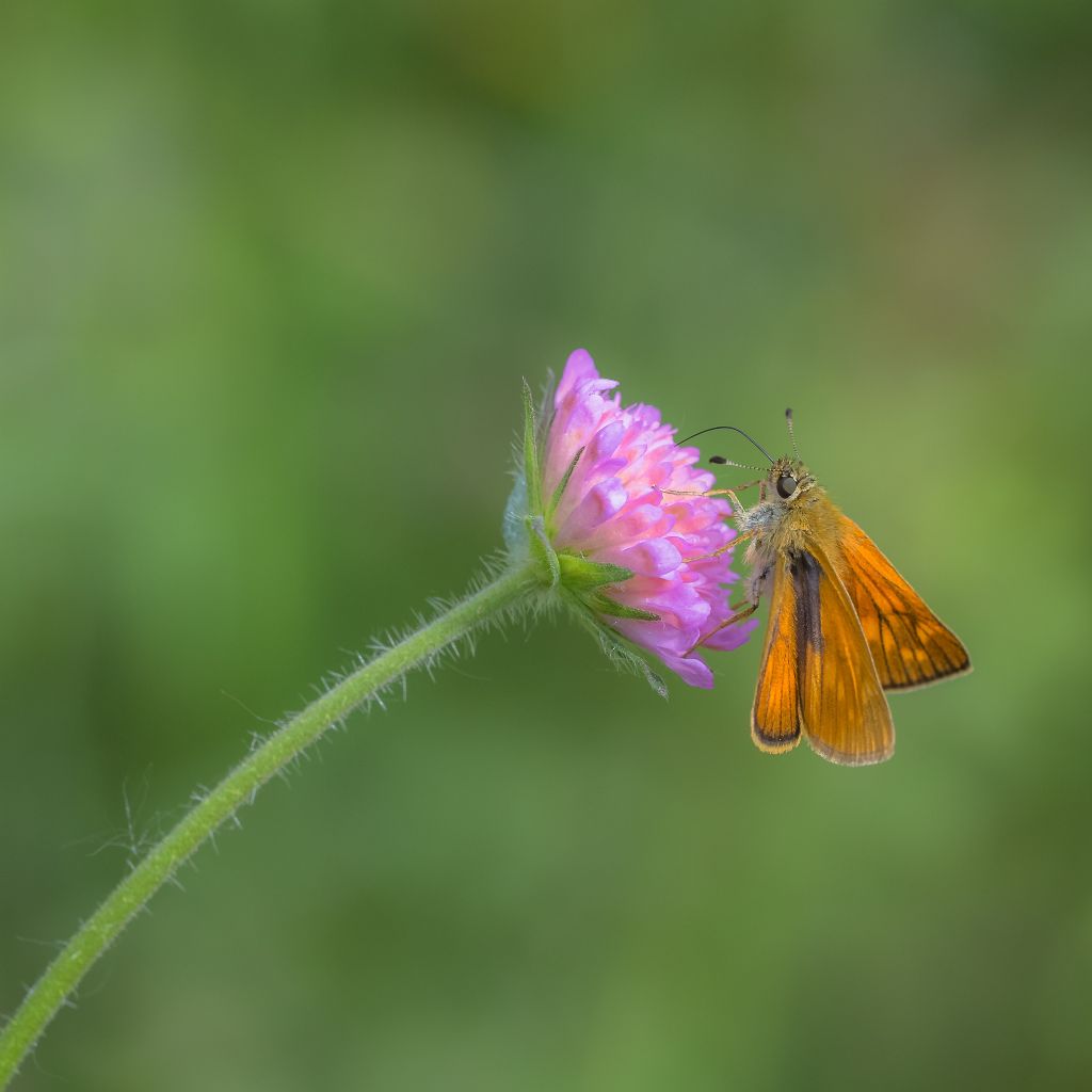 Ochlodes sylvanus, Hesperiidae