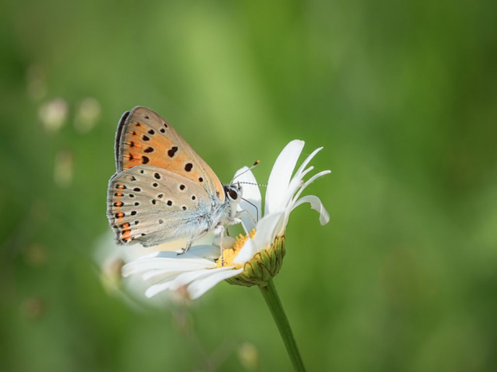 Lycaena alciphron maschio?