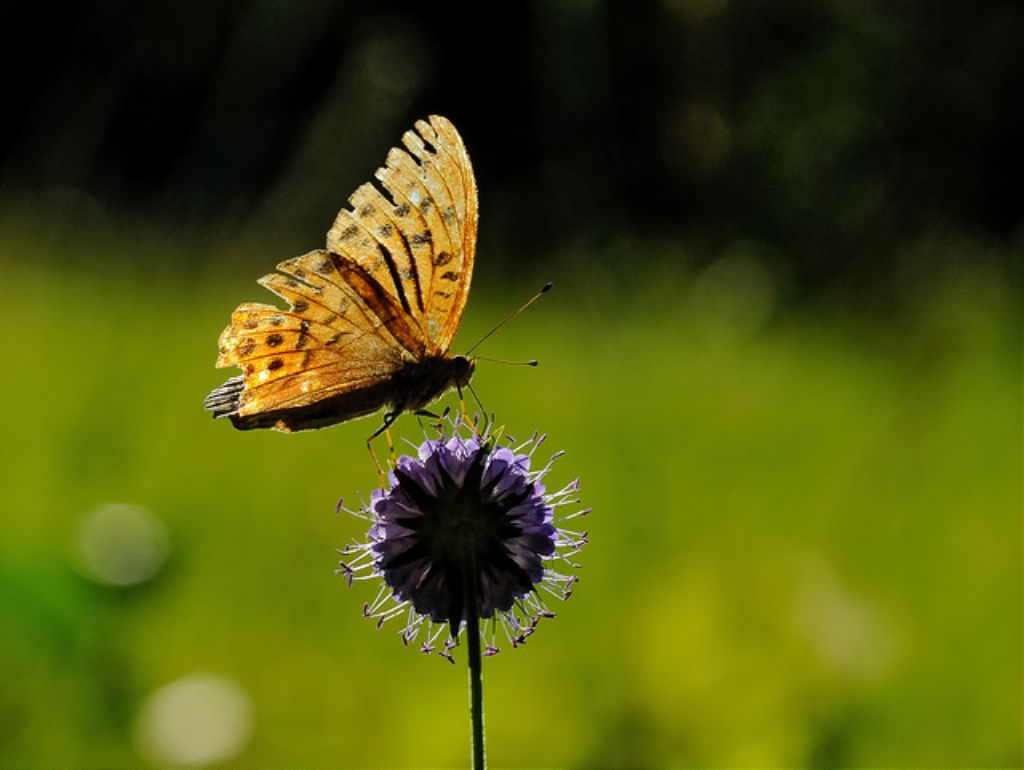 Argynnis (Argynnis) paphia, Nymphalidae